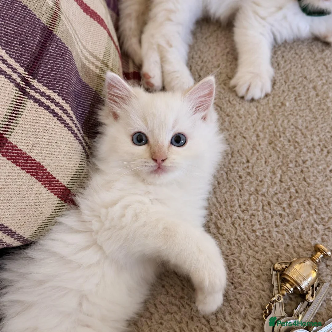 Ragdoll cats for sale: Beautiful Ragdoll Kittens  - Advert 9
