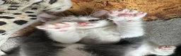 Mixed Breed cats for sale: 🐾  Half-British Shorthair Kittens Ready Now! 🐾 - Advert 1