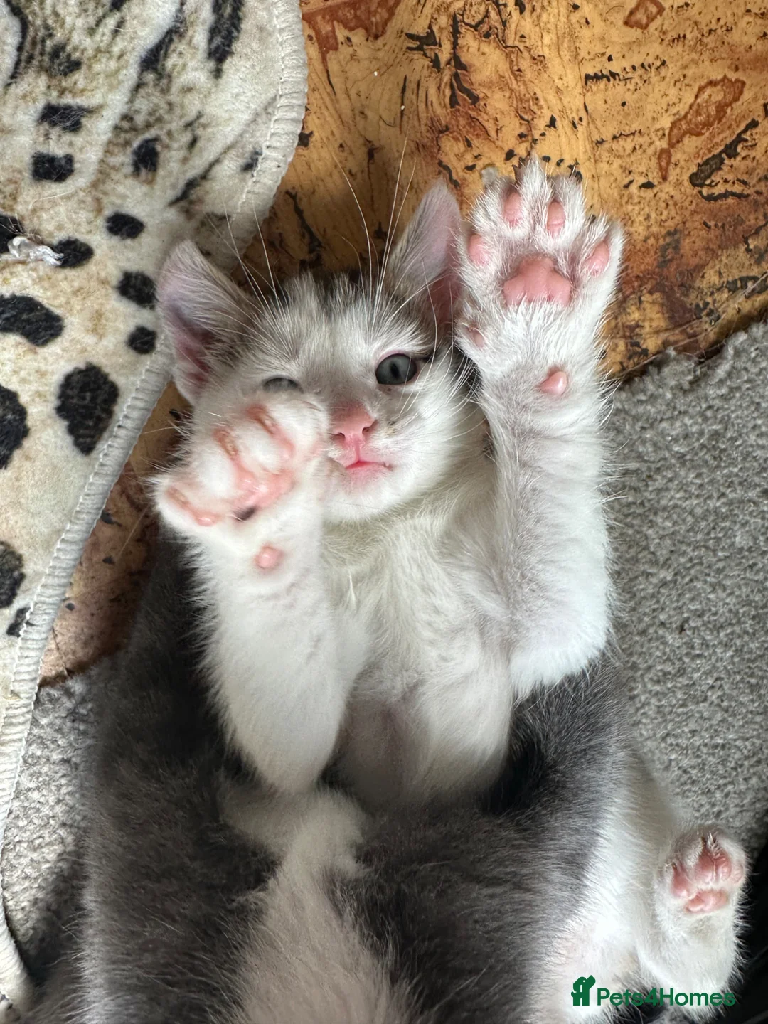 Mixed Breed cats for sale: 🐾  Half-British Shorthair Kittens Ready Now! 🐾 - Advert 1