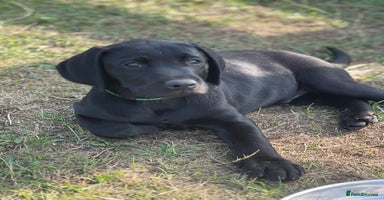 Labrador Retriever dogs - Advert 10