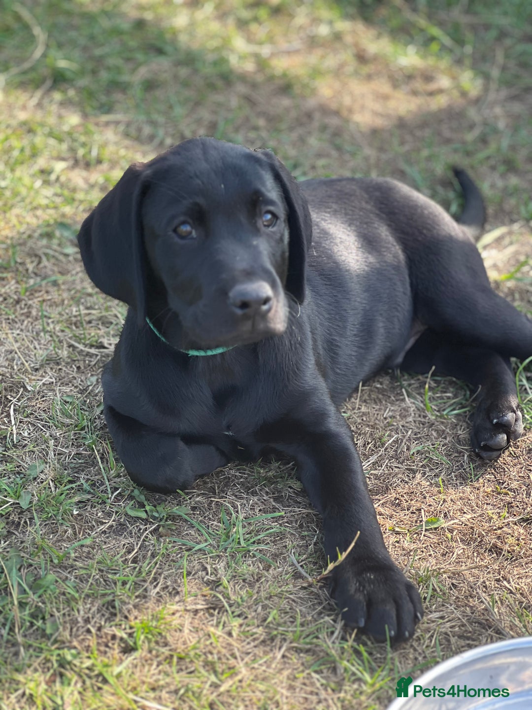 Labrador Retriever dogs for sale: 🐾Ready Now🐾Black Male FTCH Pedigree Forward Pups - Image 3