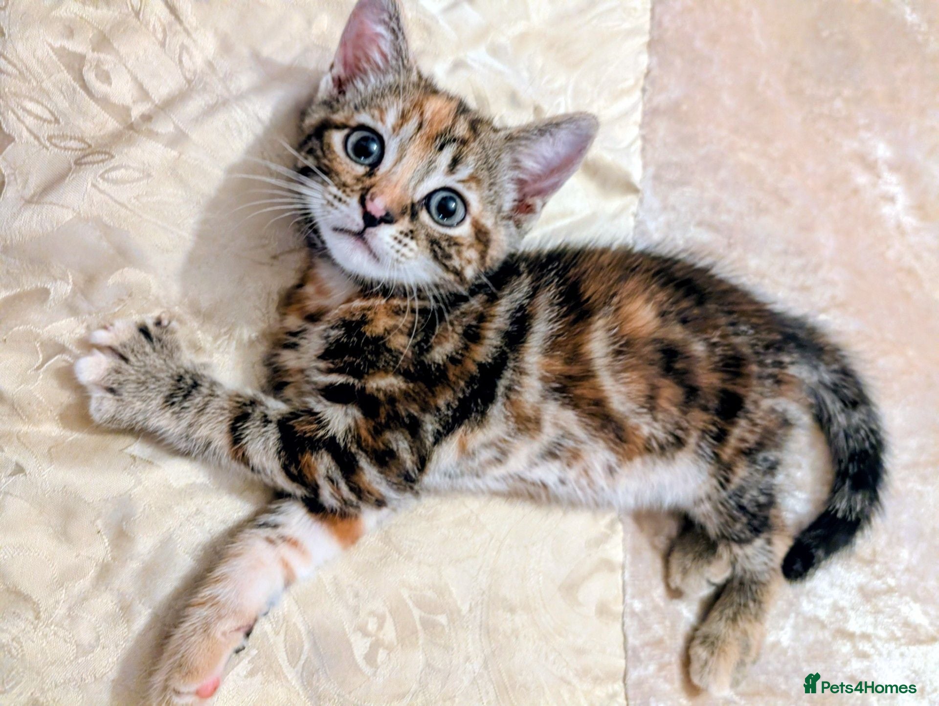 Mixed Breed cats Stunning litter of kittens - part BSH - Advert 1