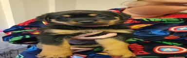 Rottweiler Puppy 4