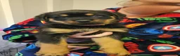 Rottweiler dogs for sale: Rottweiler puppies  - Advert 3