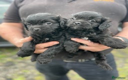 Mixed Breed dogs for sale: Minature Pugapoo Puppies  - Image 4