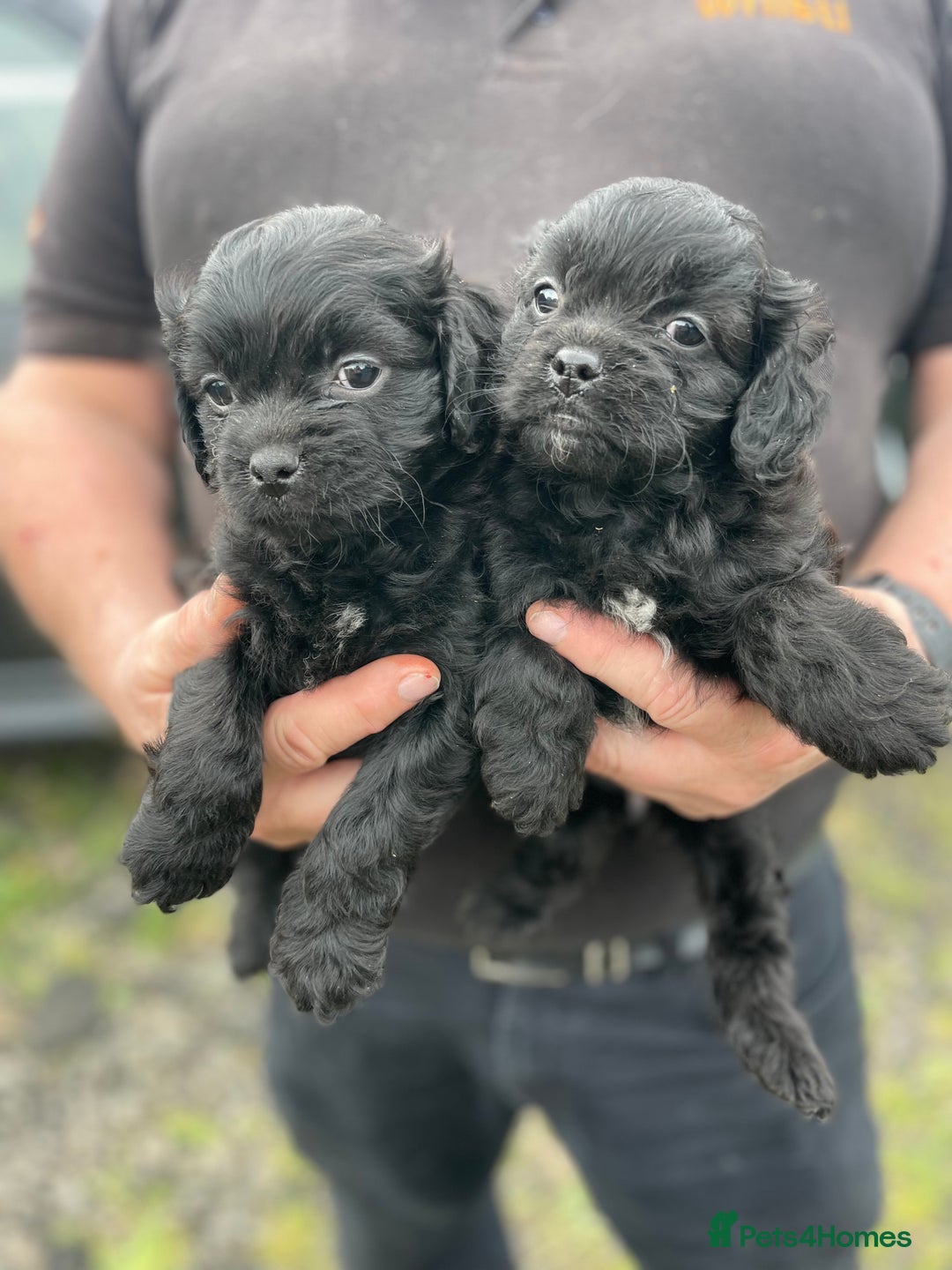 Mixed Breed dogs for sale: Minature Pugapoo Puppies  - Image 4