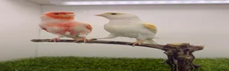 Canaries birds for sale: x2 very good quality red mosaic pairs  - Advert 5