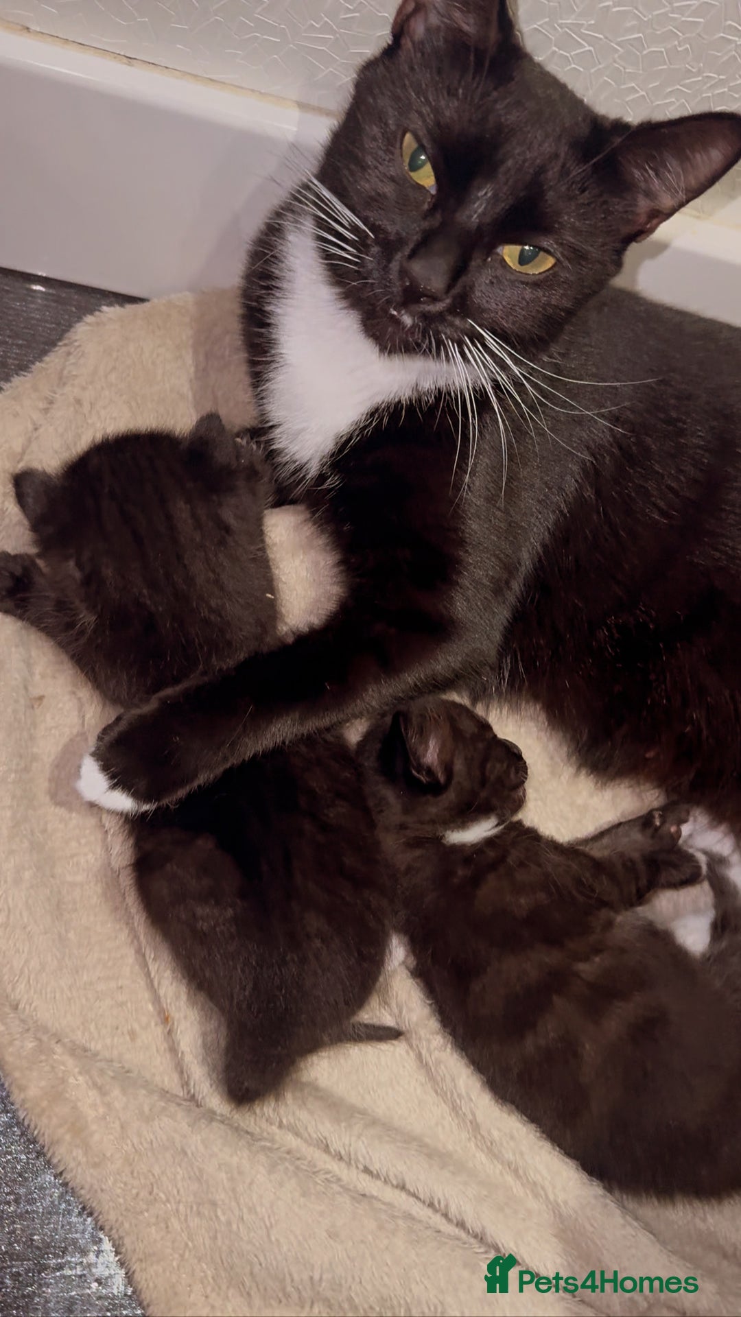 Mixed Breed cats for sale: 🐾 Adorable Kittens for Sale 🐾 - Advert 3