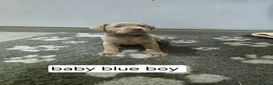 Baby blue silver boy 