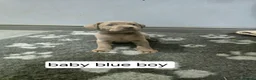 Labrador Retriever dogs for sale: Champion bloodline pedigree labrador silver charco - Advert 5
