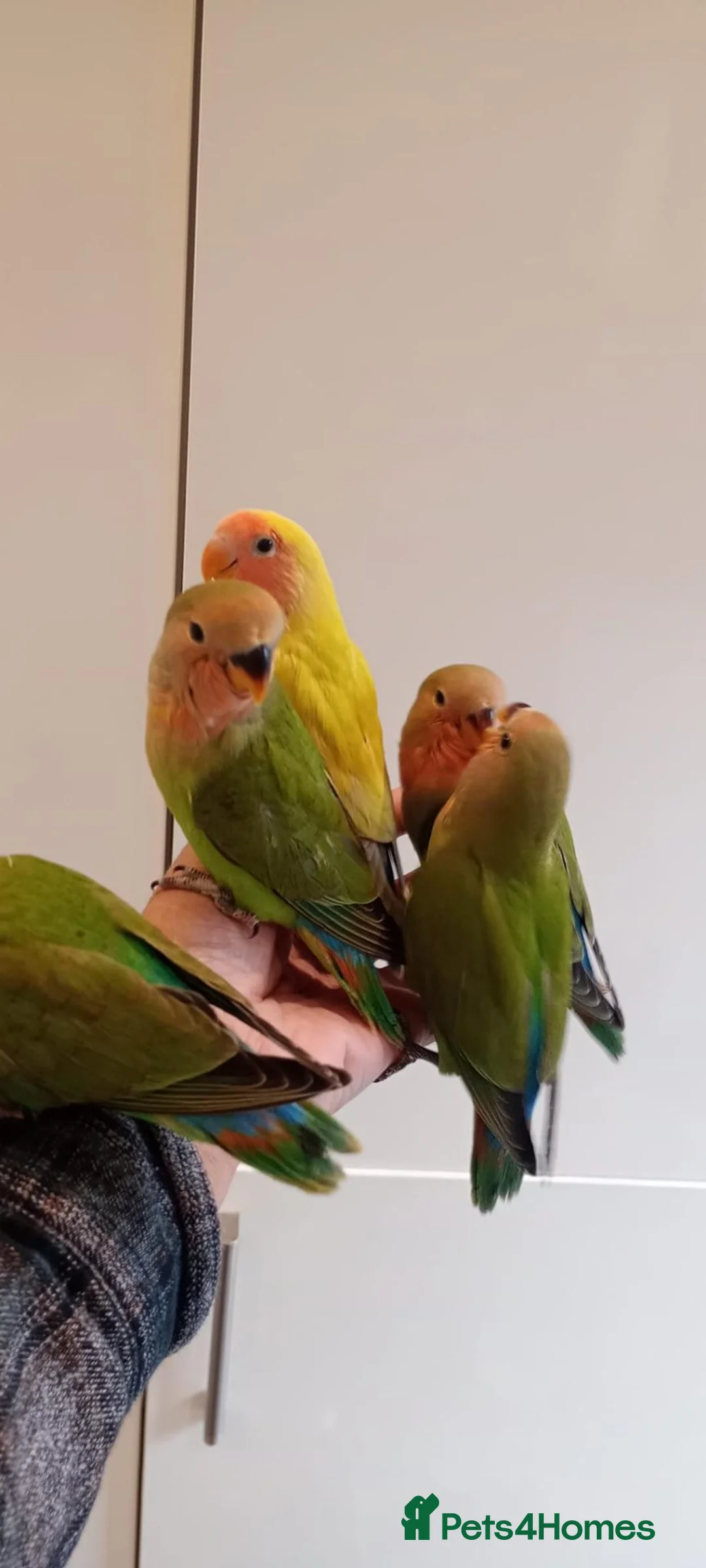 Lovebirds birds for sale: Hand reared baby Lovebirds for sale - Advert 2