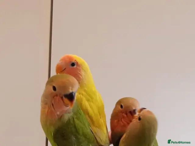 Lovebirds birds for sale: Hand reared baby Lovebirds for sale - Advert 2