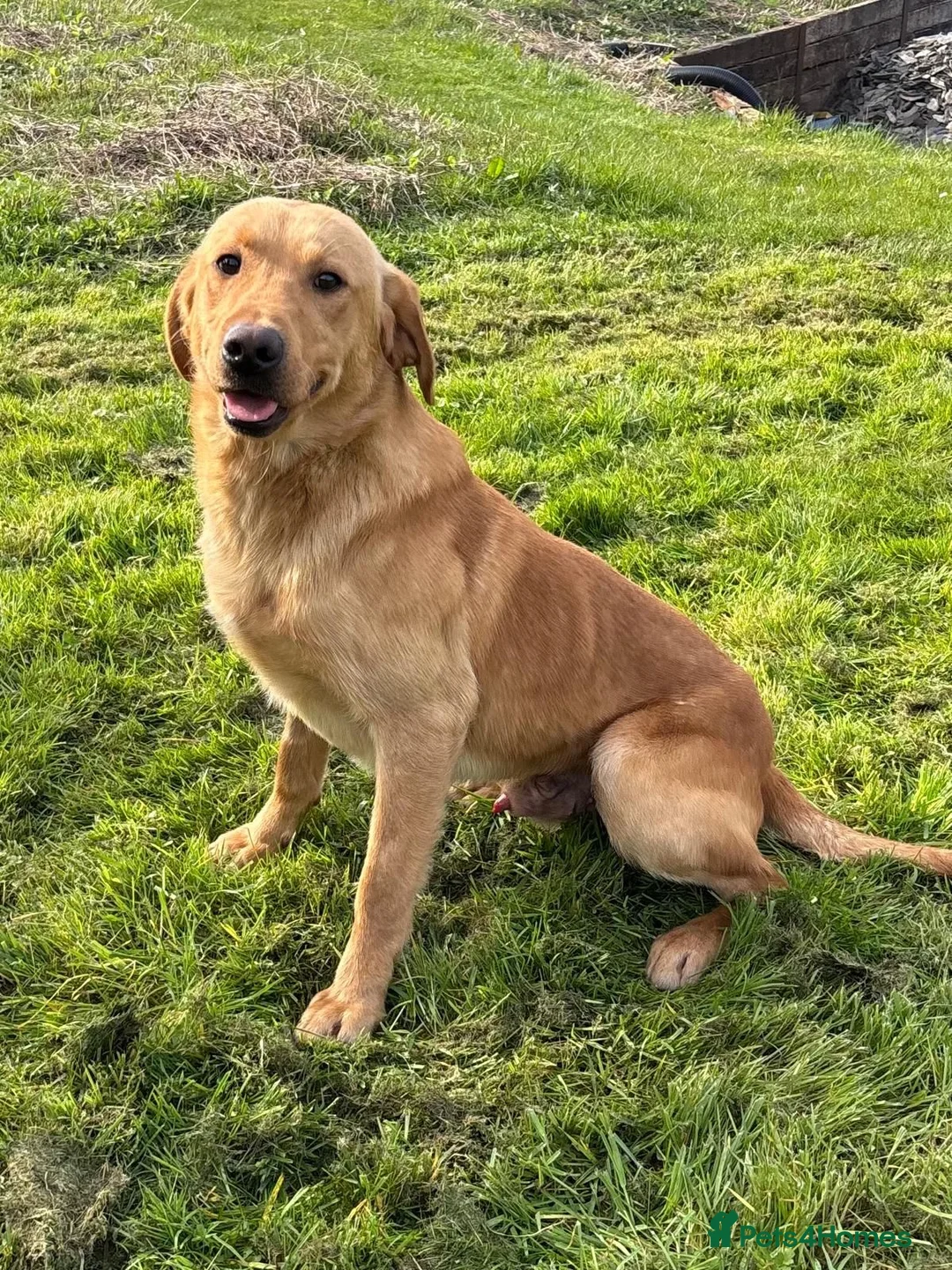 Labrador Retriever dogs for stud: Outstanding KC Registered Labrador Stud Available in Welshpool - Advert 8