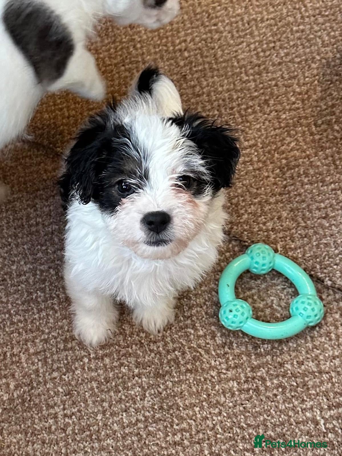 Jack Russell dogs Traditional Jack Russell puppy’s!  - Advert 6