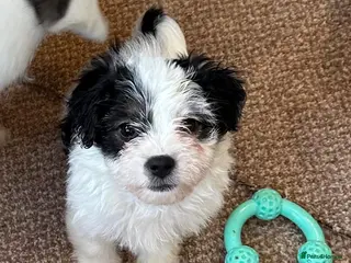 Jack Russell dogs Traditional Jack Russell puppy’s! - Advert 6