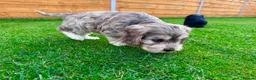 Mixed Breed dogs for sale: Beautiful Schnoodle Babies 🐾🐾🐾 - Advert 24