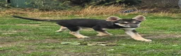 Tamaskan dogs for sale: Tamaskan Puppies *Health Tested Parents* - Advert 5