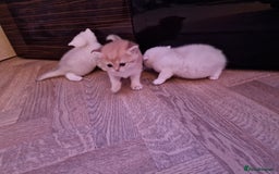 British Shorthair cats for sale: Rare Registered British Shorthair Chinchila Kitten - Image 14