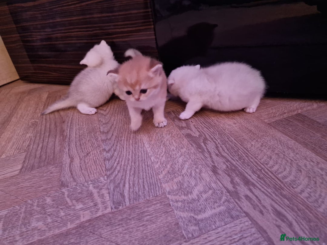 British Shorthair cats for sale: Rare Registered British Shorthair Chinchila Kitten - Image 14
