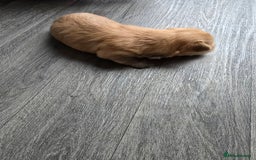 Morkie dogs for sale: Morkie puppies for sale - Image 7