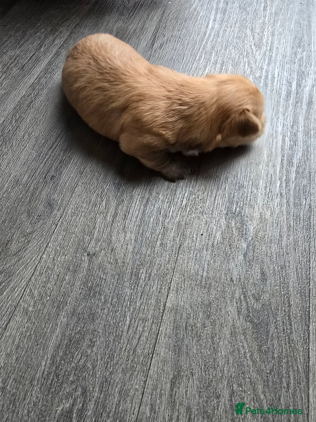 Morkie dogs for sale: Morkie puppies for sale - Image 7