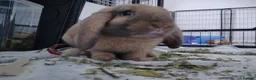 Mixed Breed rabbits for sale: Experienced home wanted - Advert 3