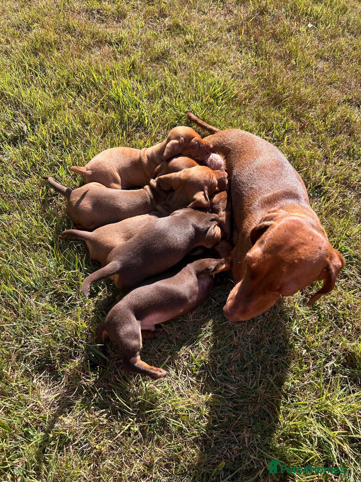 Dachshund dogs Mini daxi - Advert 1