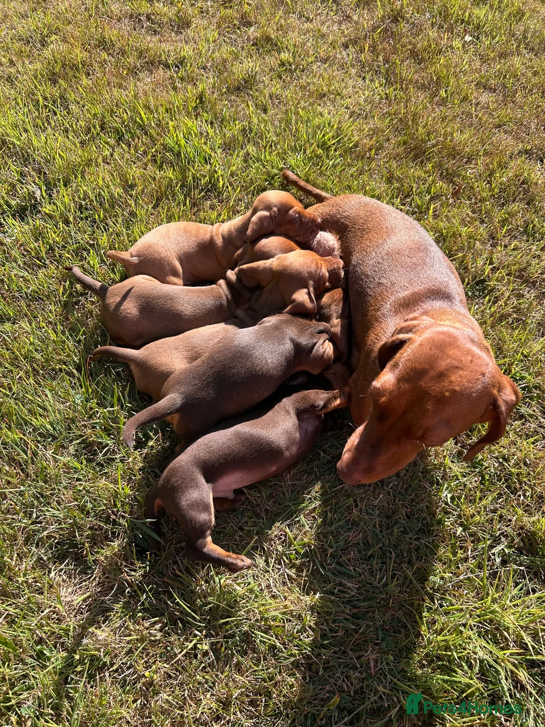 Dachshund dogs for sale: Mini daxi in Bridgend - Advert 1