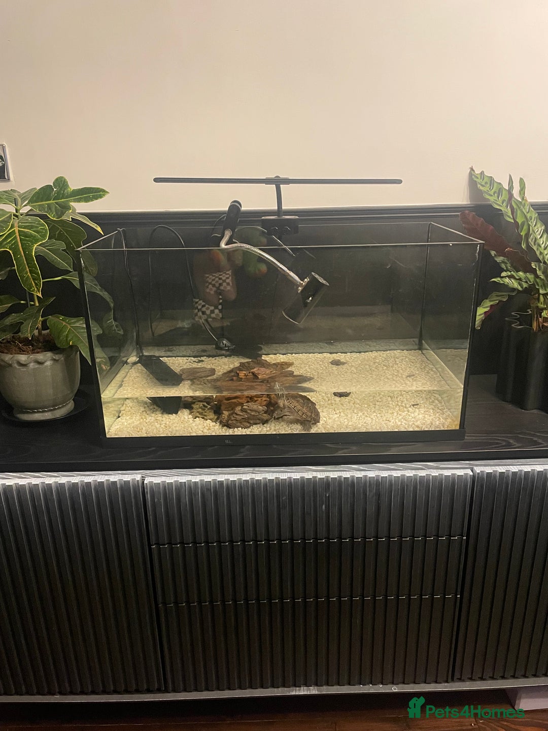 Turtle reptiles for sale: Beautiful female turtle  - Advert 1