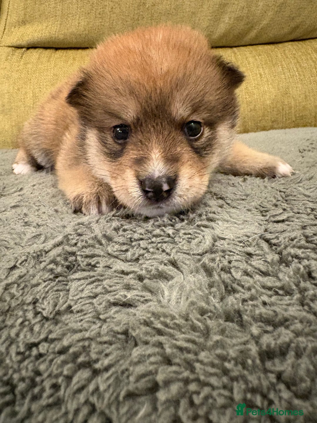 Mixed Breed dogs for sale: Pomskiba Inu Puppies. Shiba Inu x Pomsky - Advert 33