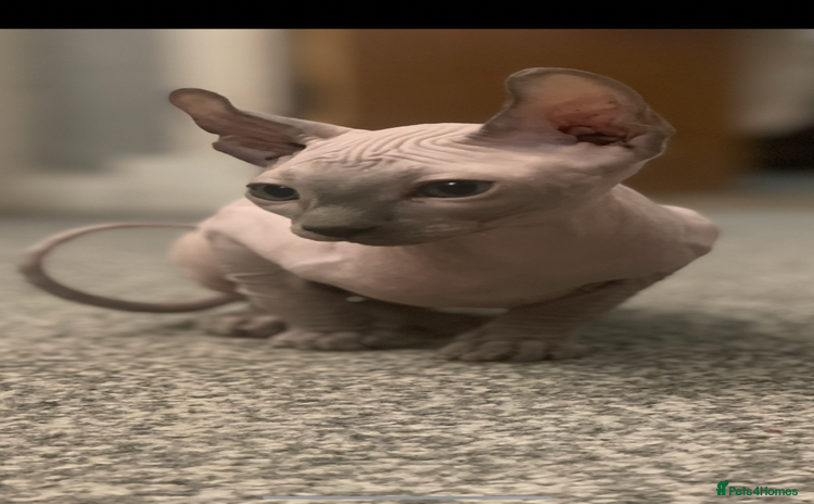 Sphynx cats - Advert 11