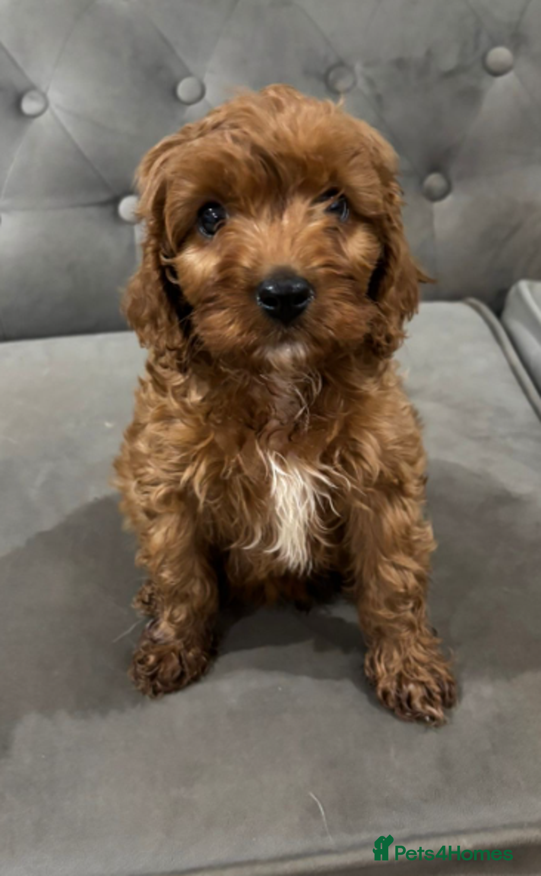 Cavapoo dogs for sale: Trained Cavapoo for sale  - Advert 3