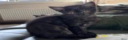 Maine Coon cats for sale: Maine Coon  - Advert 2