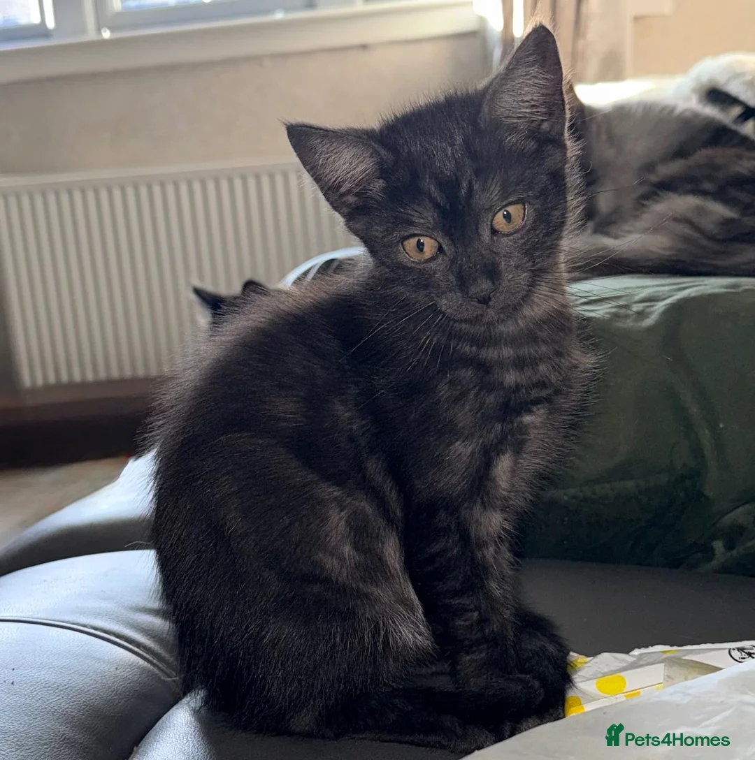 Maine Coon cats for sale: Maine Coon  - Advert 2