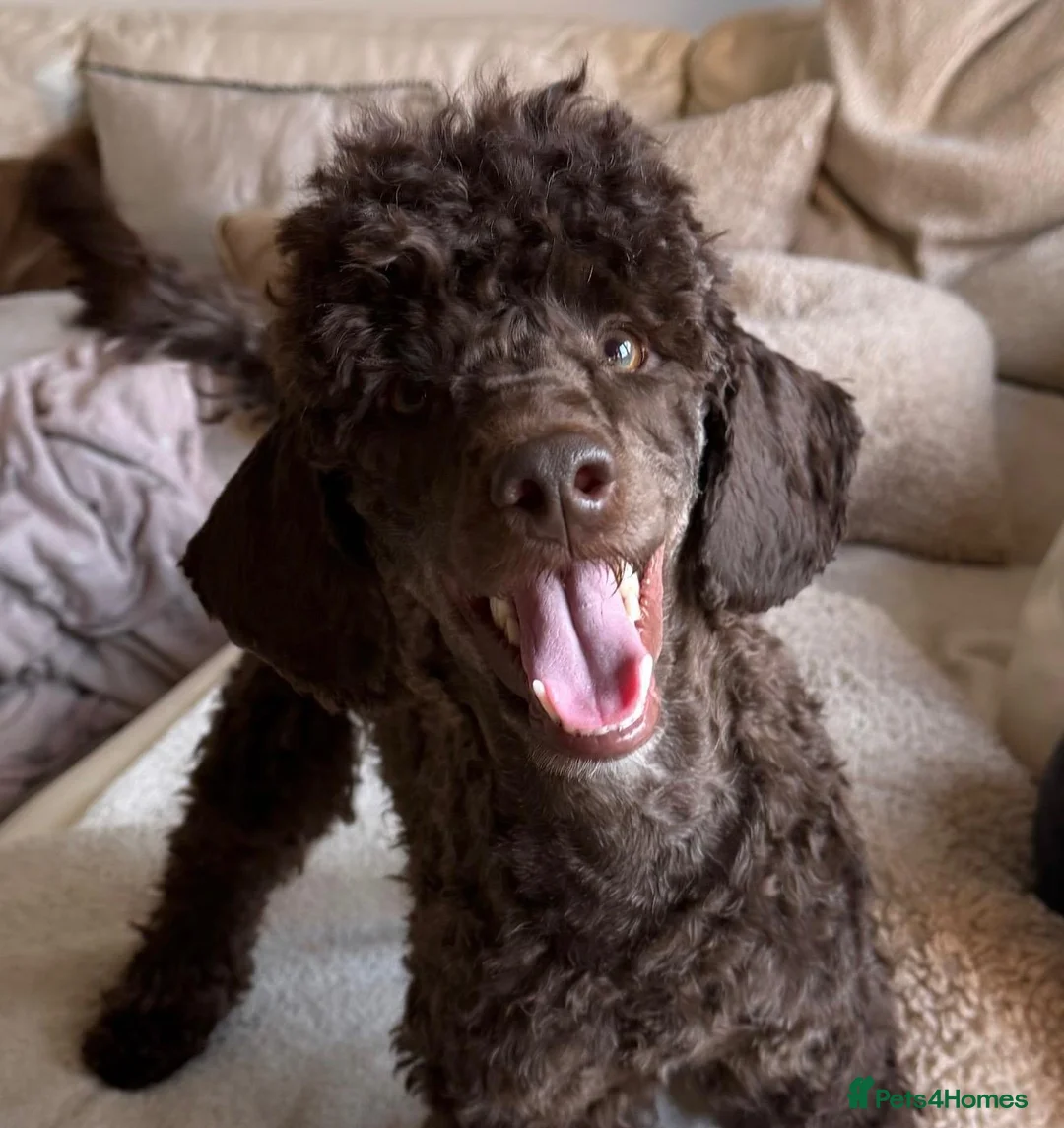 Miniature Poodle dogs for stud: Kc registered chocolate minature poodle stud in Haywards Heath - Advert 2