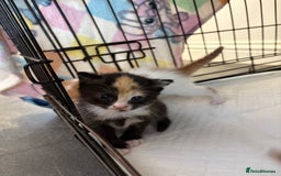 Mixed Breed cats for sale: Gorgeous ginger n mixed colour kittens - Image 12