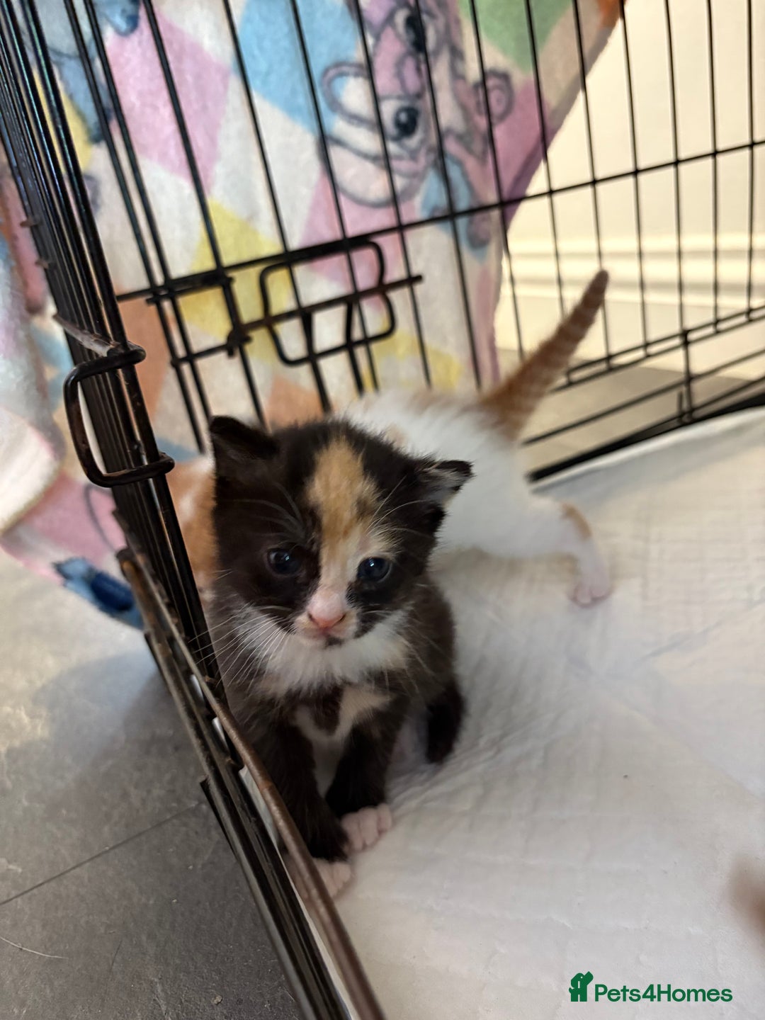 Mixed Breed cats for sale: Gorgeous ginger n mixed colour kittens - Image 12