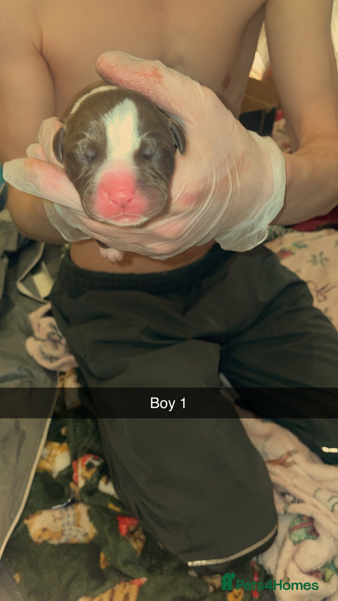 Mixed Breed dogs for sale: American bully x American bulldog puppies - Advert 4