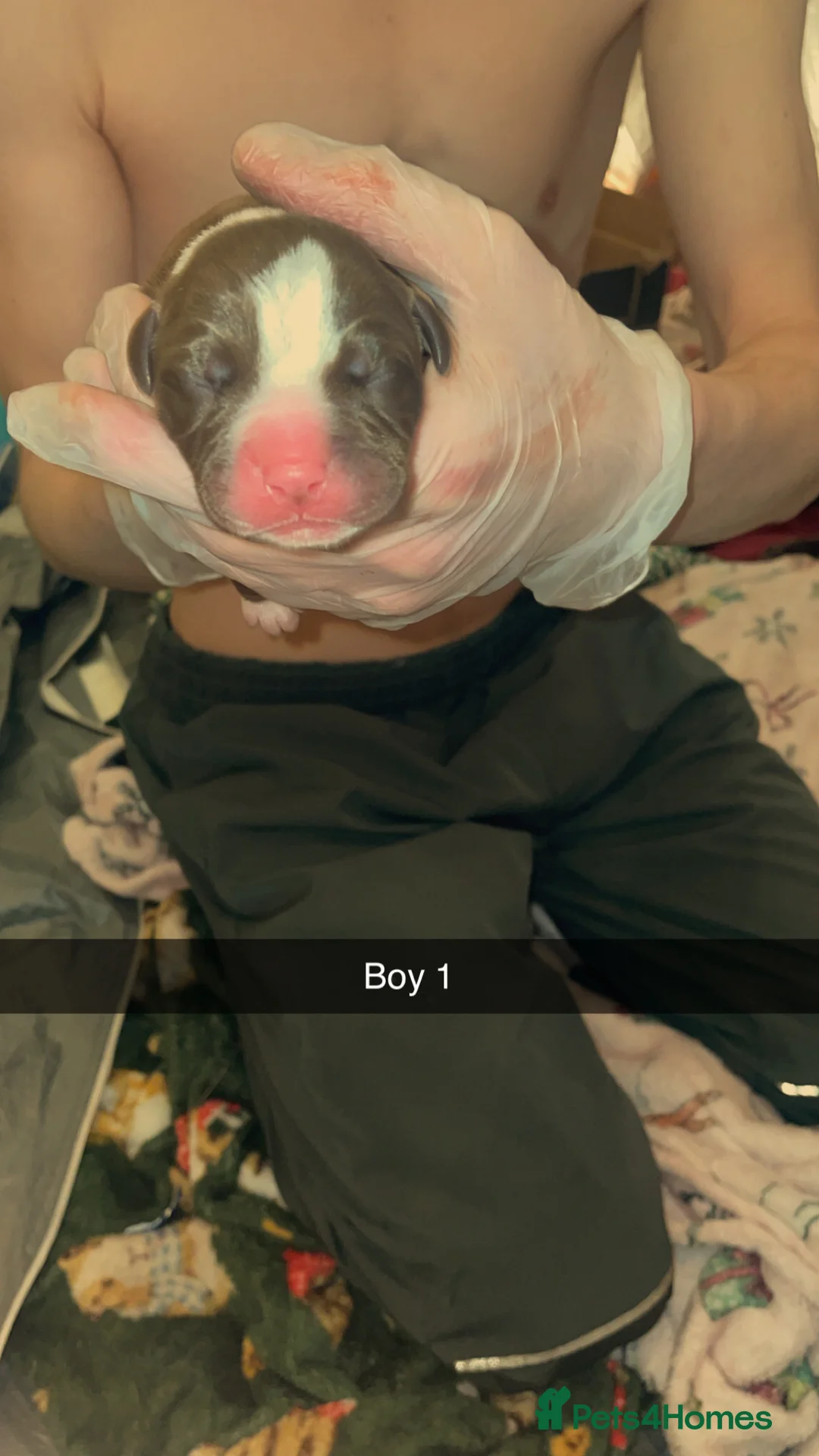 Mixed Breed dogs for sale: American bully x American bulldog puppies - Advert 15