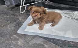 Chihuahua dogs for sale: Stunning Russian lines, Long haired Chihuahuas  - Image 7