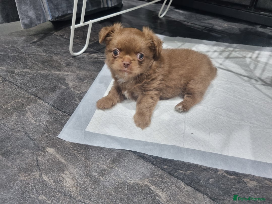 Chihuahua dogs for sale: Stunning Russian lines, Long haired Chihuahuas  - Image 7