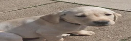 Labrador Retriever dogs for sale: Labrador Puppies - Advert 6