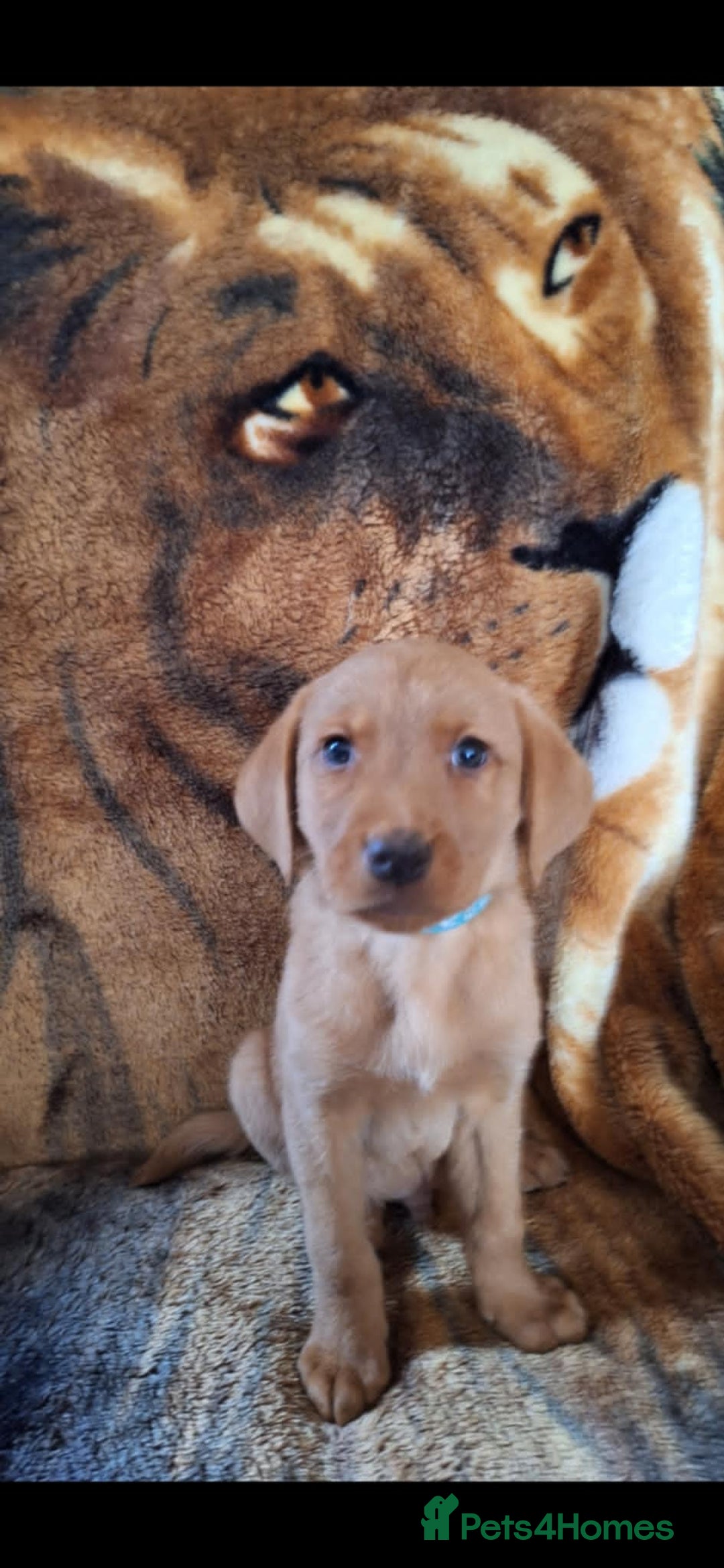 Labrador Retriever dogs for sale: labrador puppys in Lowestoft - Image 1