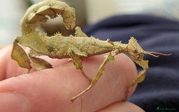 Stick Insects invertebrates for sale: Macleay's/ giant pricklies (Extatosoma tiaratum) - Image 4