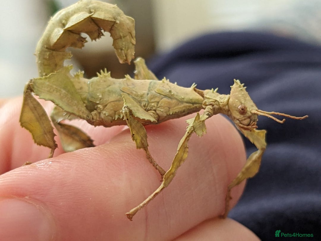 Stick Insects invertebrates for sale: Macleay's/ giant pricklies (Extatosoma tiaratum) - Image 4