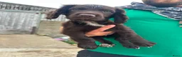 Cocker Spaniel dogs for sale: Cocker spaniel pups - READY NOW  in Whitby - Advert 11