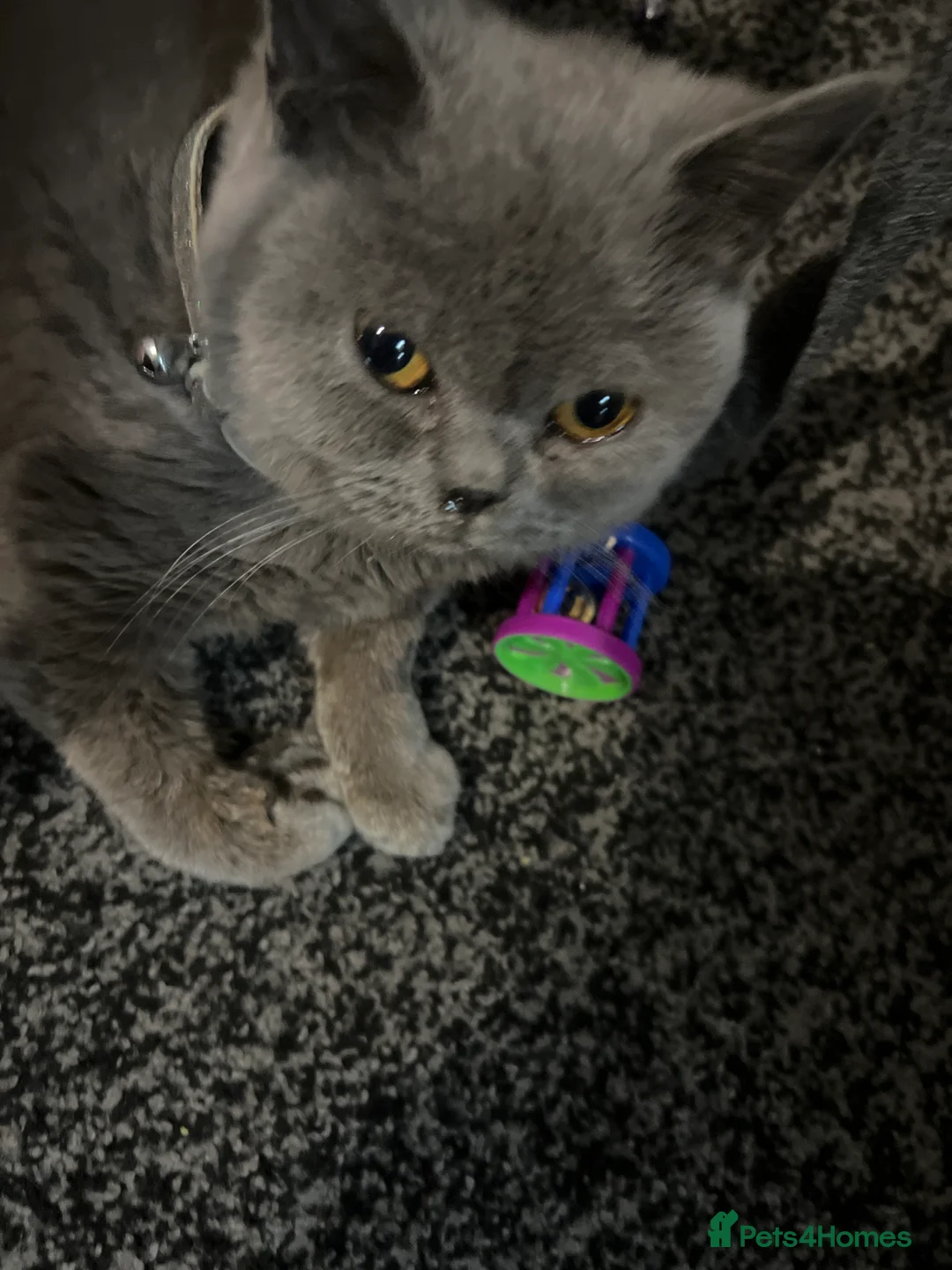 Mixed Breed cats for sale: male kittens - Advert 13