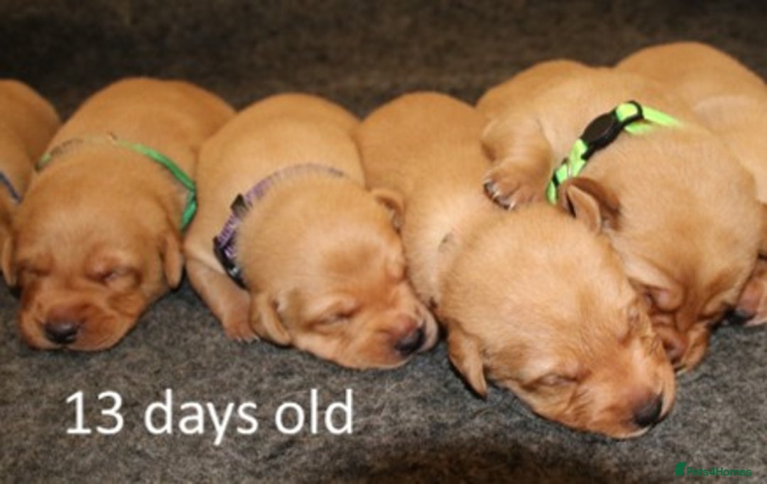 Labrador Retriever dogs for sale: Red Fox Labs : Health Checked-KC Reg-FTCH Pedigree - Image 5