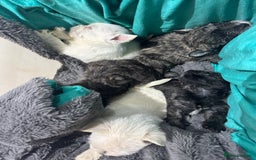 Mixed Breed dogs for sale: westie /wauzers - Advert 4