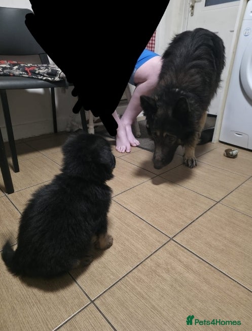 German Shepherd dogs Pure Breed German Shepherds Ready for new homes - Advert 2